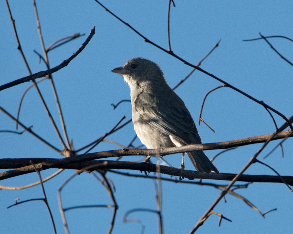Sayaca Tanager - ML638561796