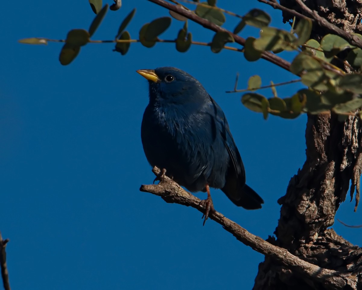 Blue Finch - ML638561809