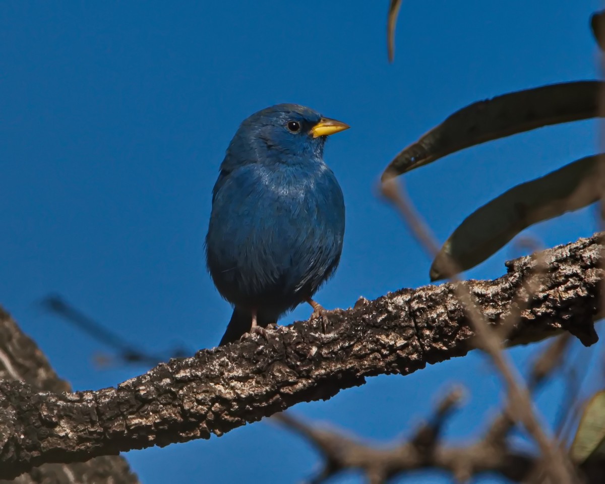 Blue Finch - ML638561810