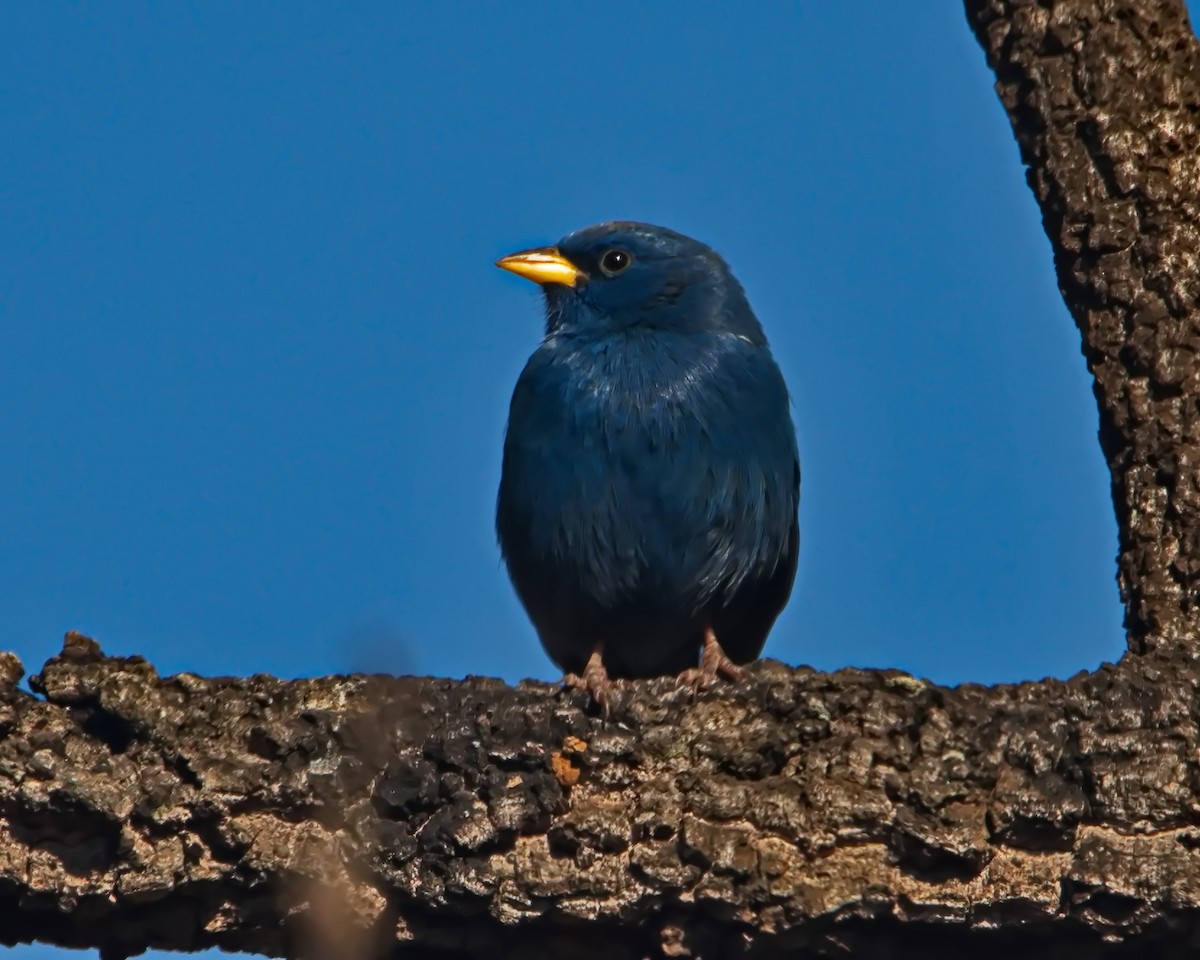 Blue Finch - ML638561811