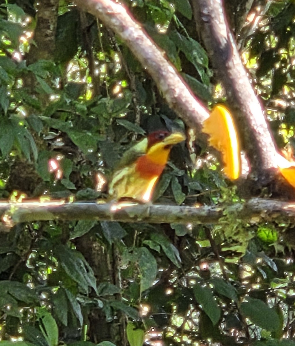 Lemon-throated Barbet - ML638561816