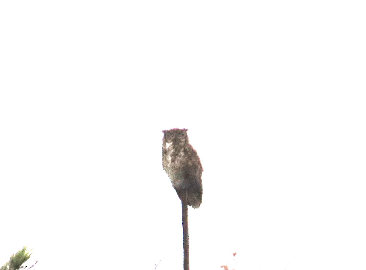 Great Horned Owl - ML638561822
