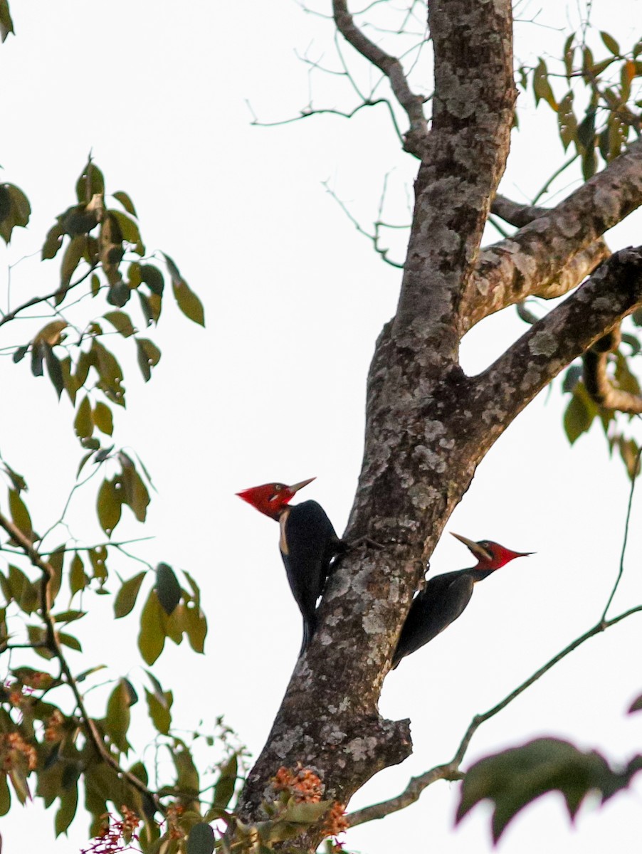 Cream-backed Woodpecker - ML638561826