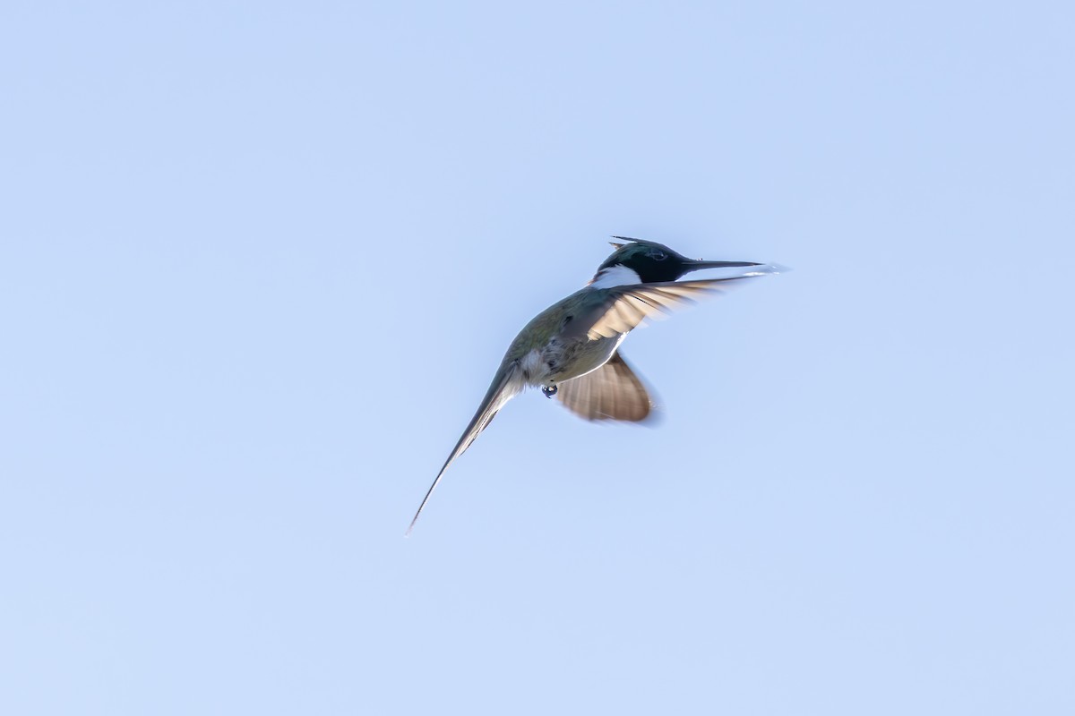 hornkolibri - ML638561928