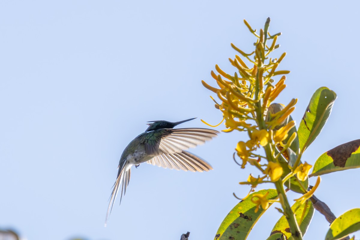 hornkolibri - ML638561929