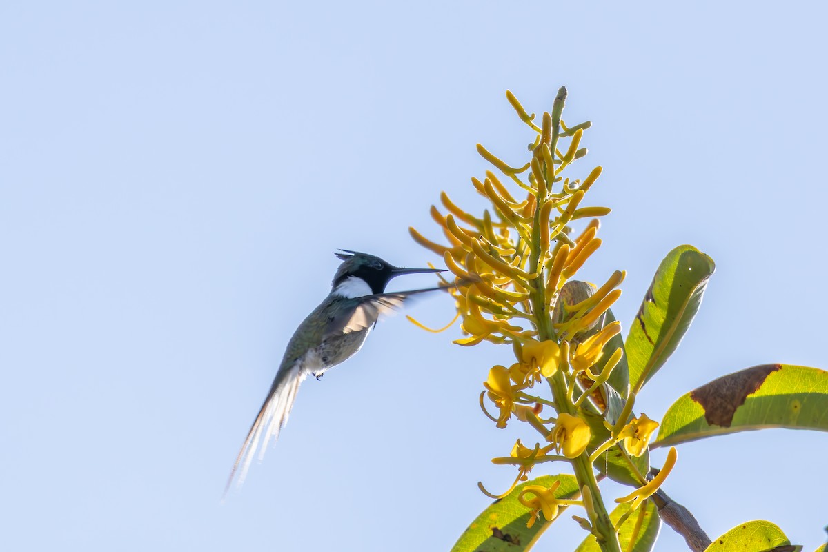 hornkolibri - ML638561931