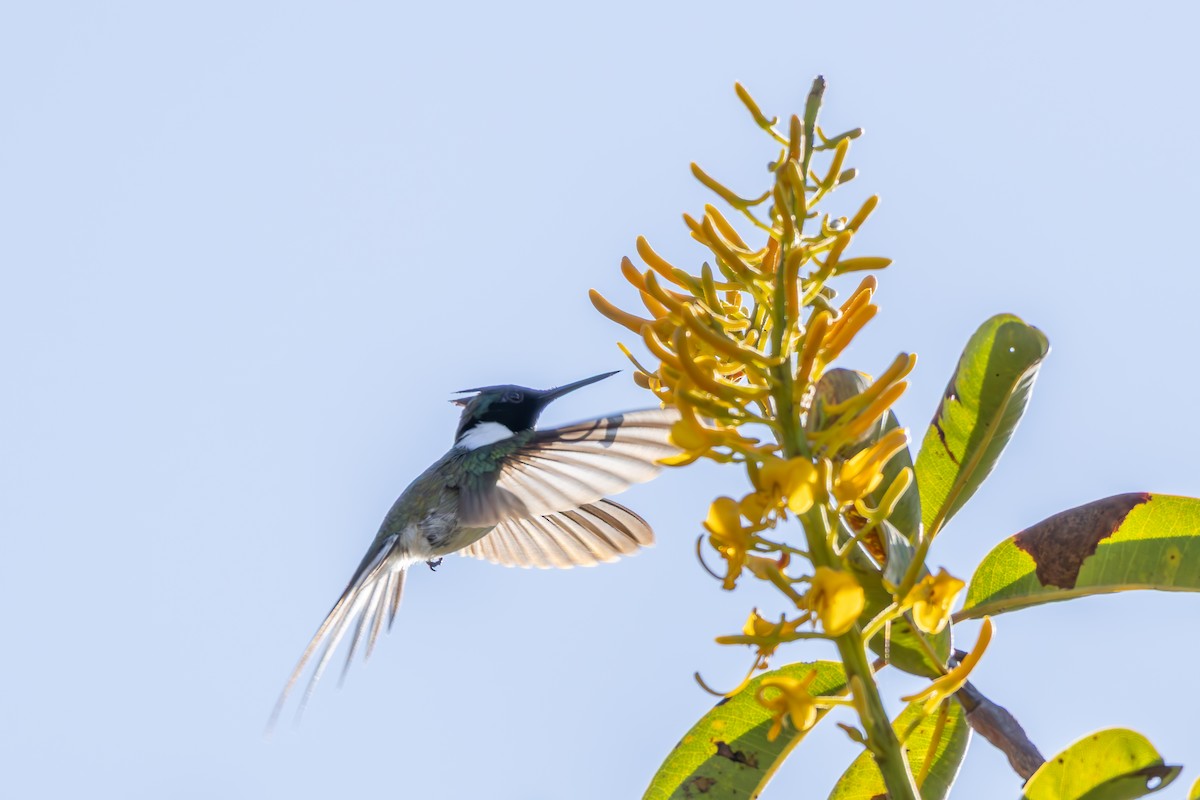 hornkolibri - ML638561932