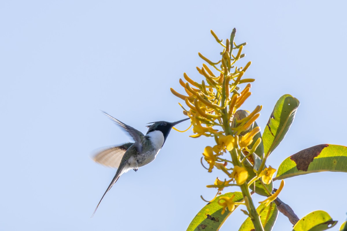 hornkolibri - ML638561933