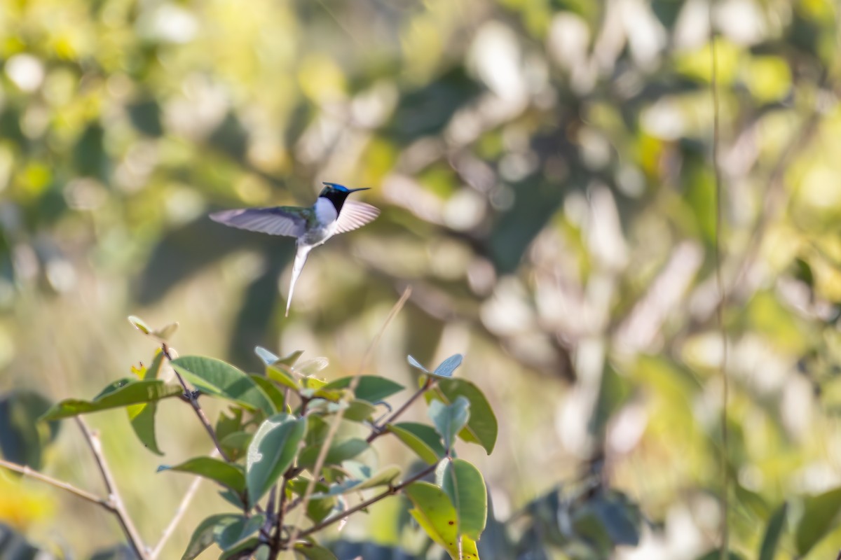 hornkolibri - ML638561937