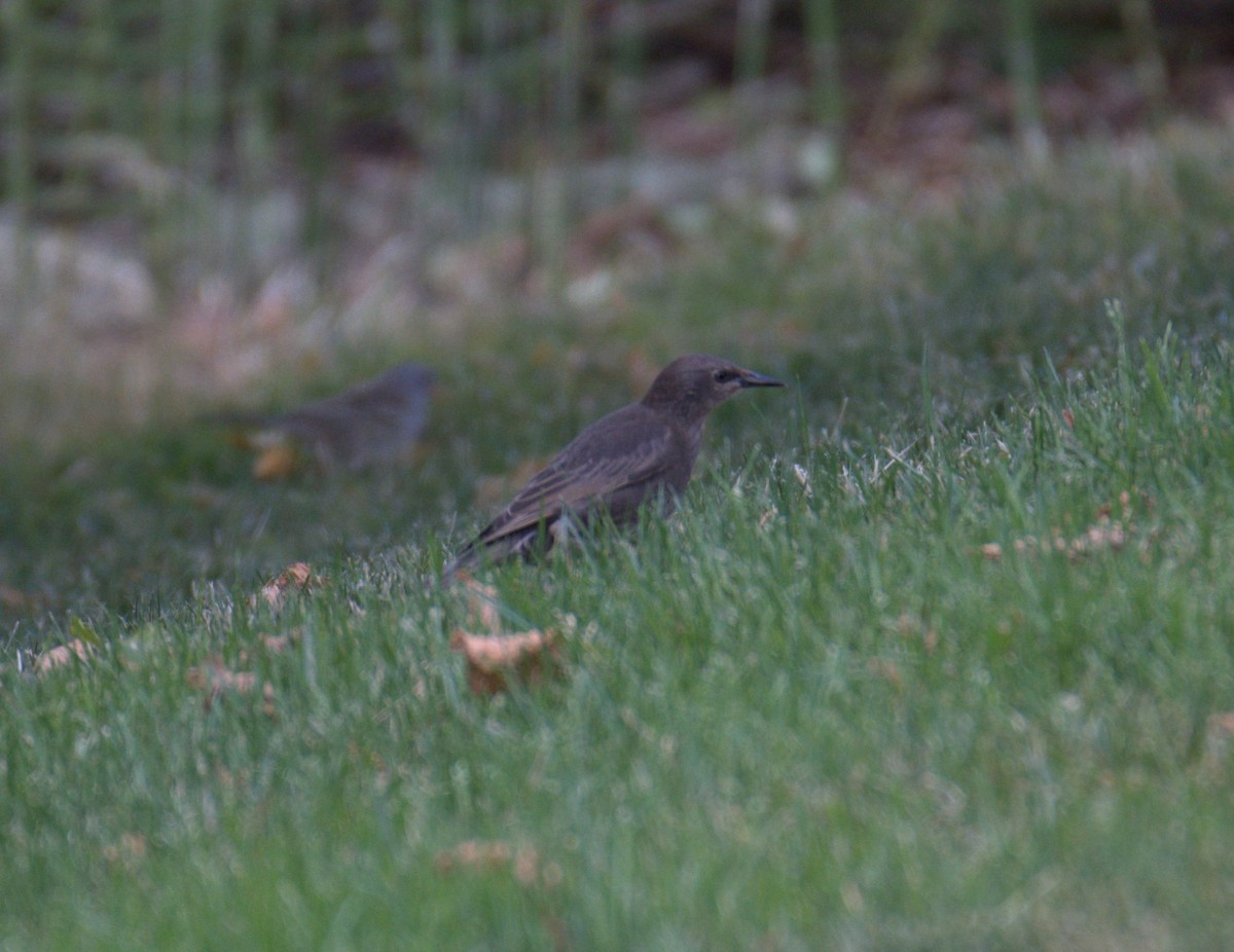 European Starling - ML638561938