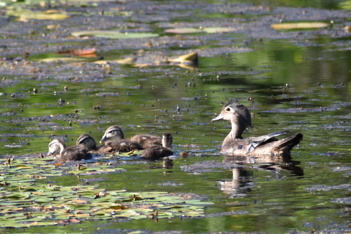 Canard branchu - ML638562033