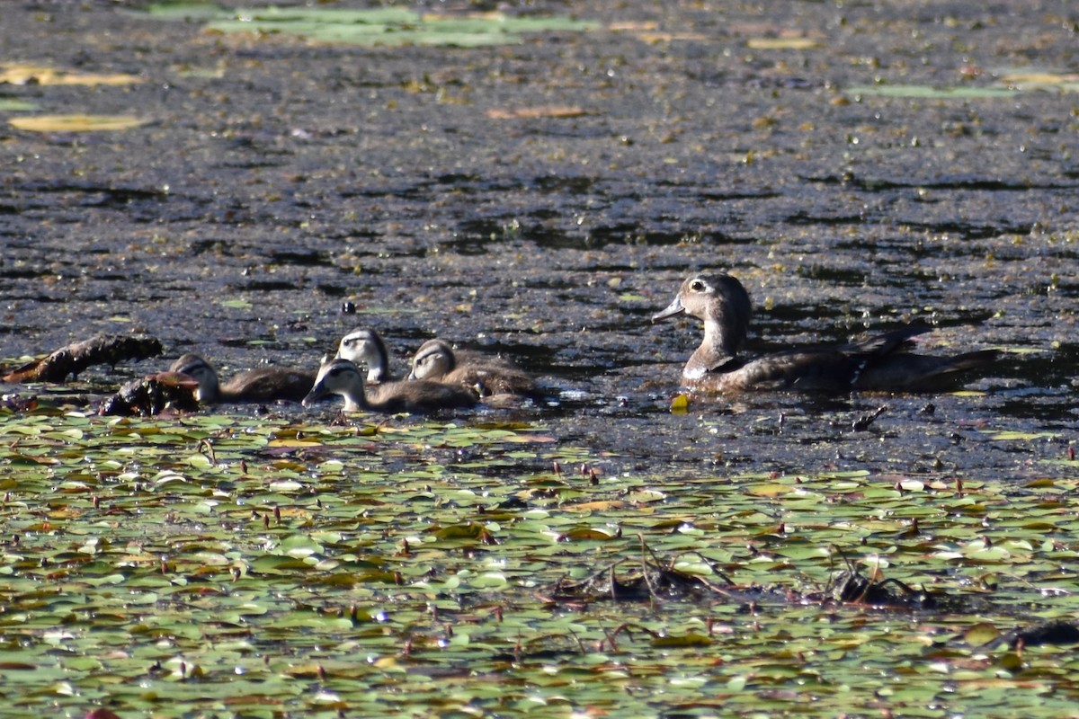 Canard branchu - ML638562034