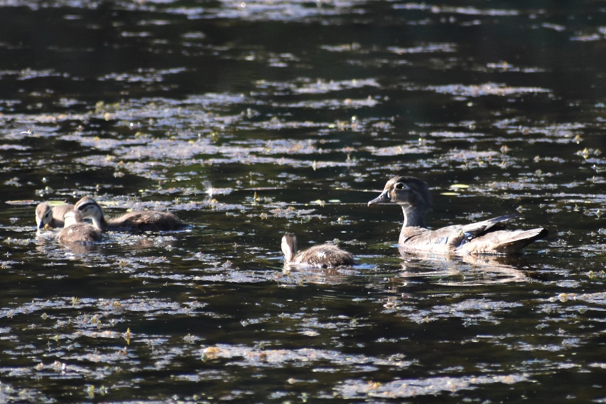 Canard branchu - ML638562035