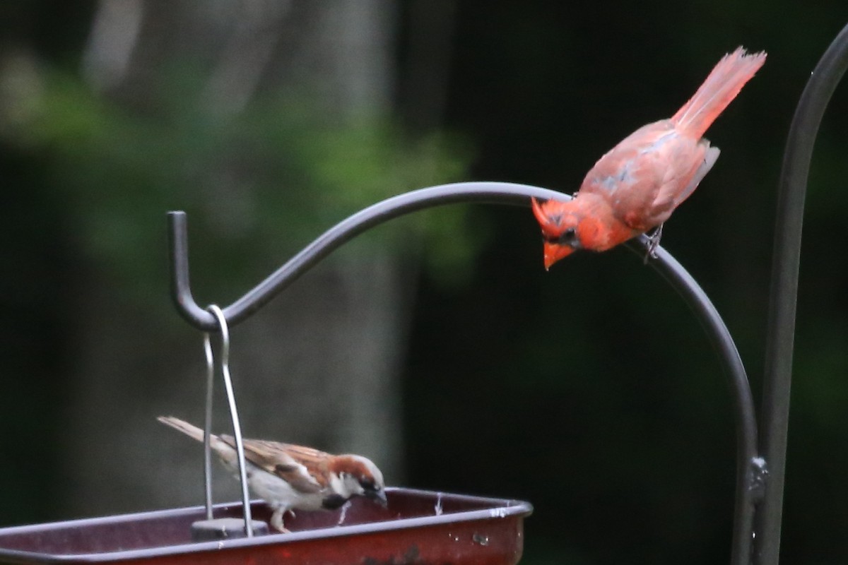 Moineau domestique - ML638562036