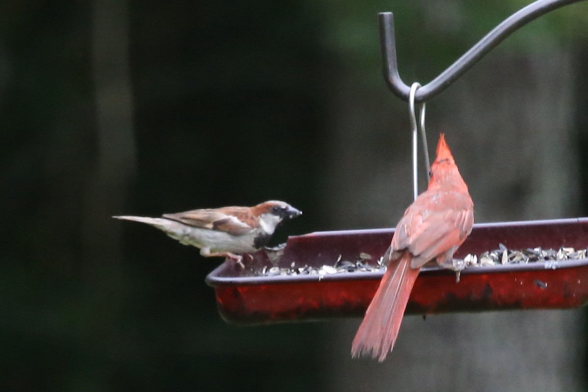 Moineau domestique - ML638562037