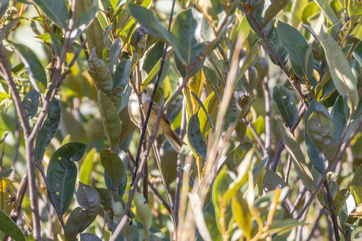 Rufous-sided Scrub-Tyrant - ML638562048