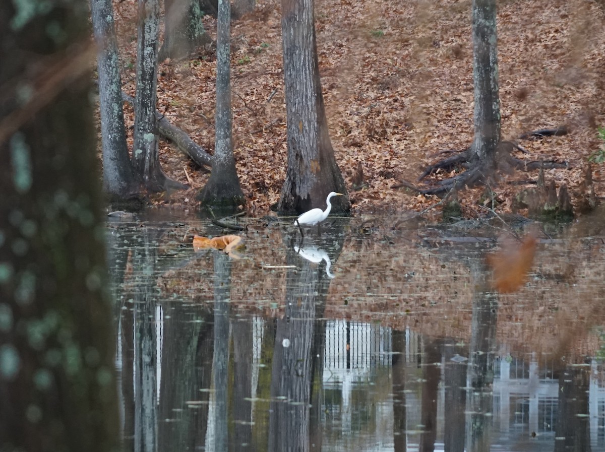 Great Egret - ML638562056