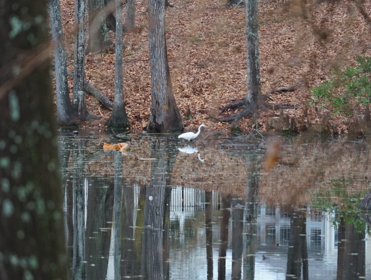 Great Egret - ML638562057