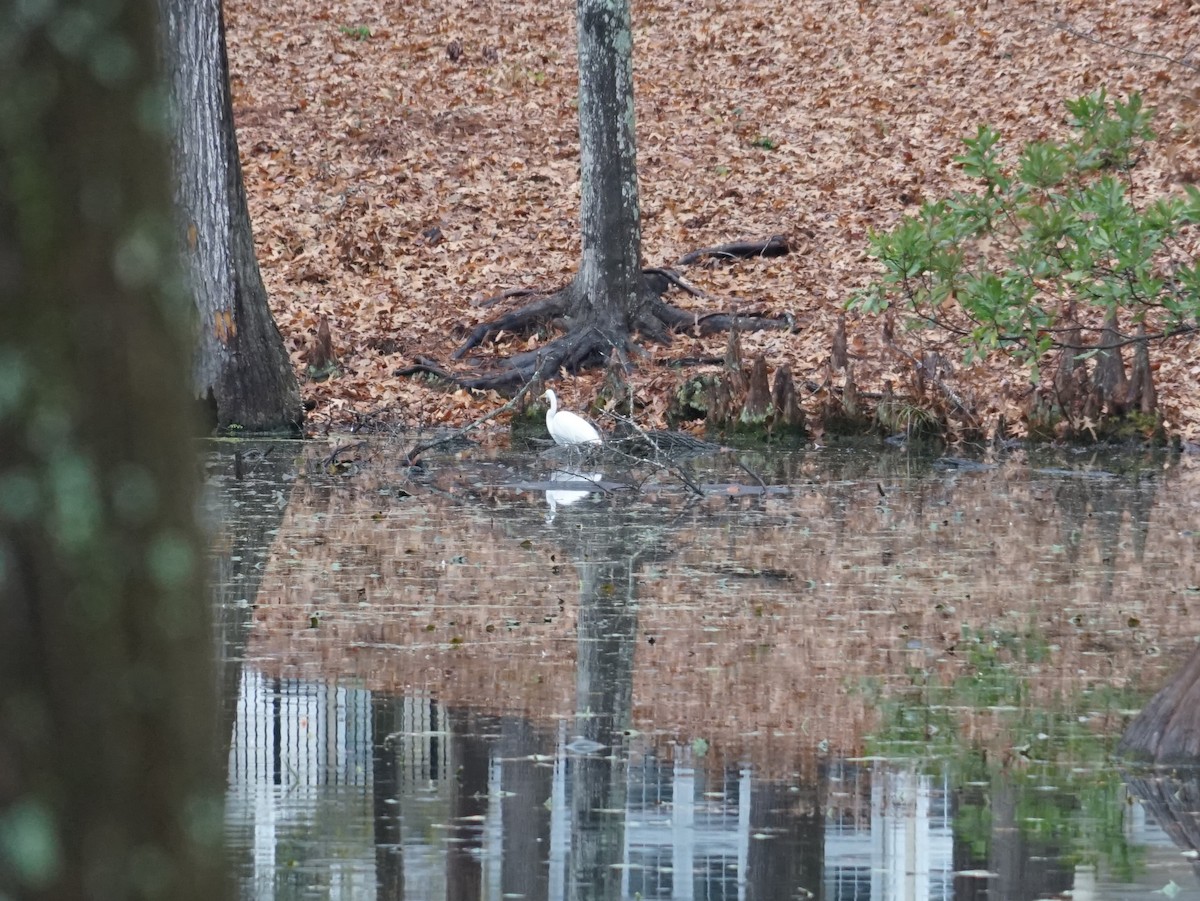 Great Egret - ML638562058