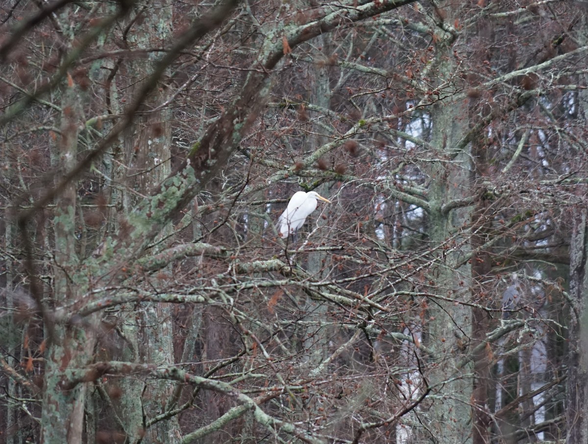 Great Egret - ML638562059