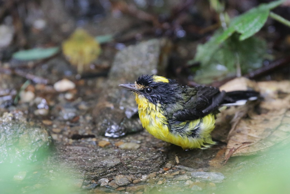 Yellow-crowned Redstart - ML638562067