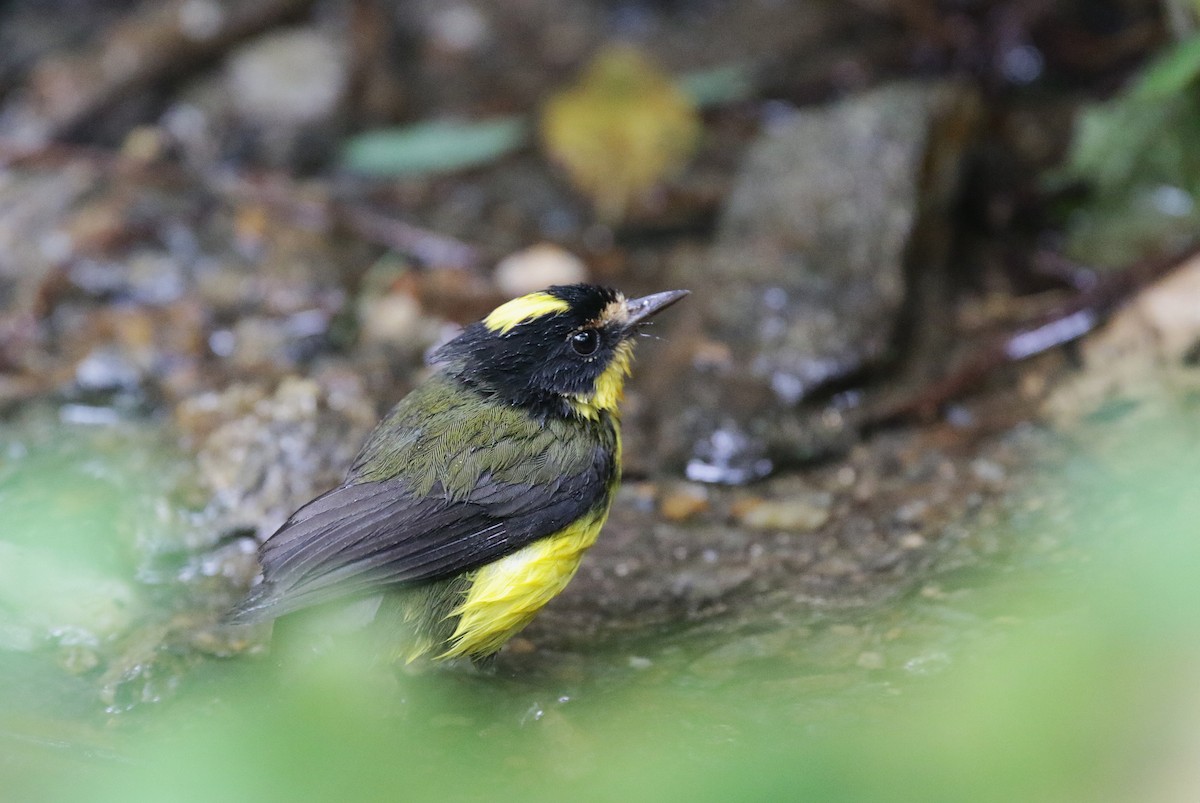 Yellow-crowned Redstart - ML638562068