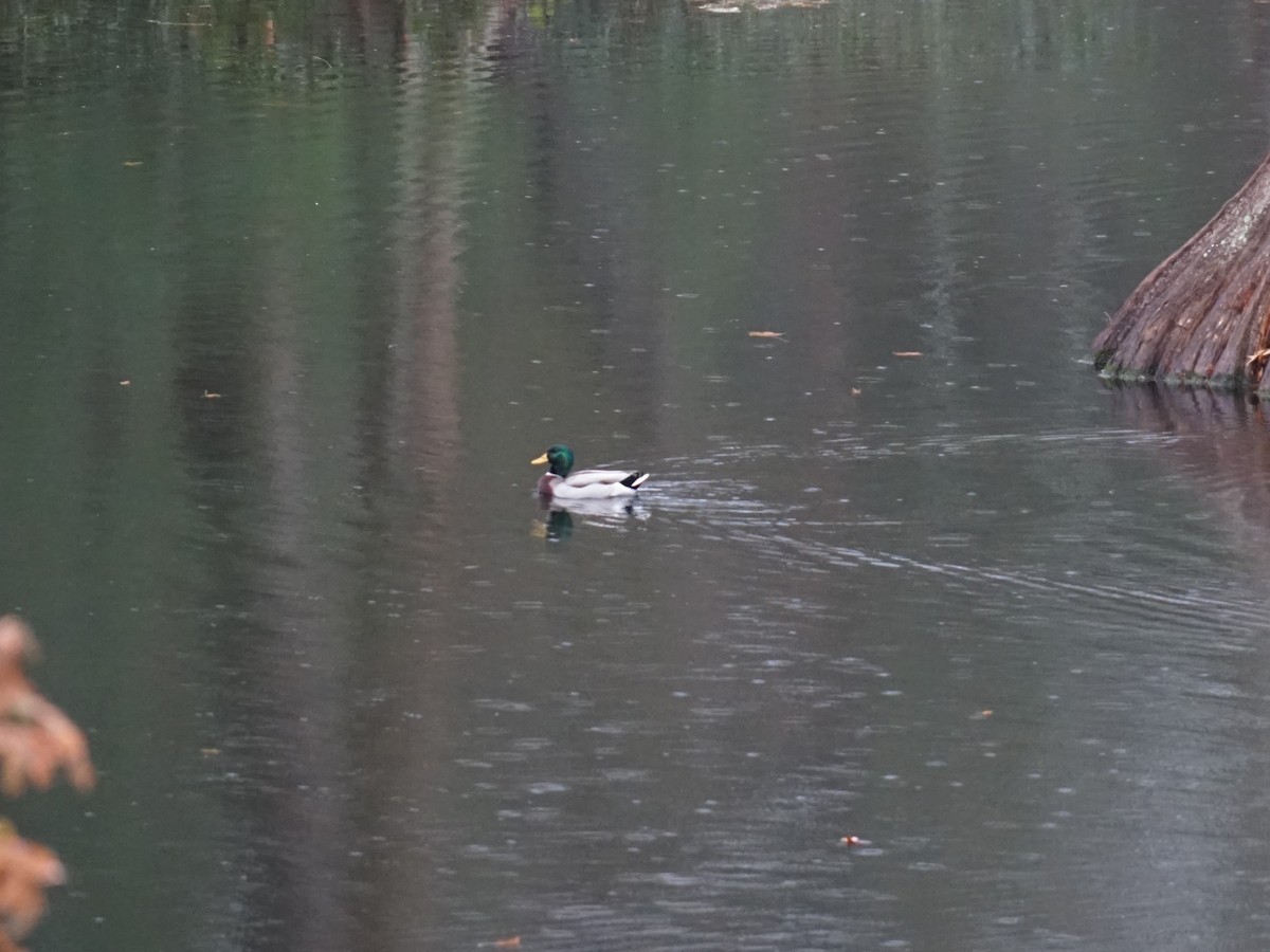 Mallard - ML638562071