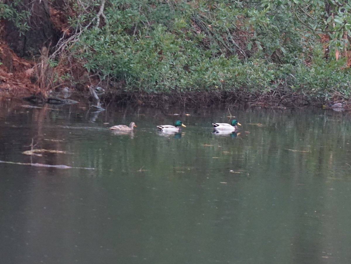 Mallard - ML638562072