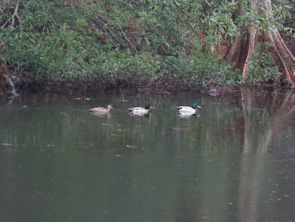 Mallard - ML638562074