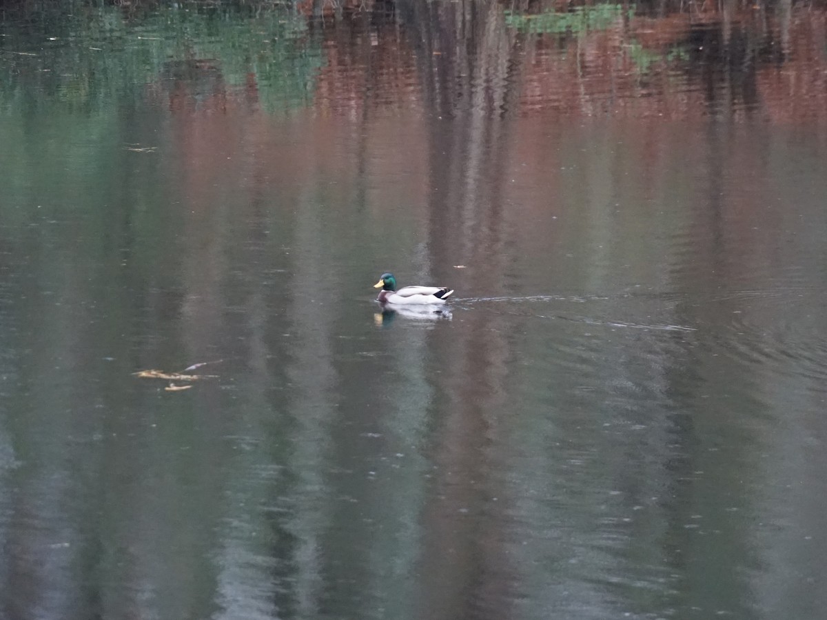 Mallard - ML638562075