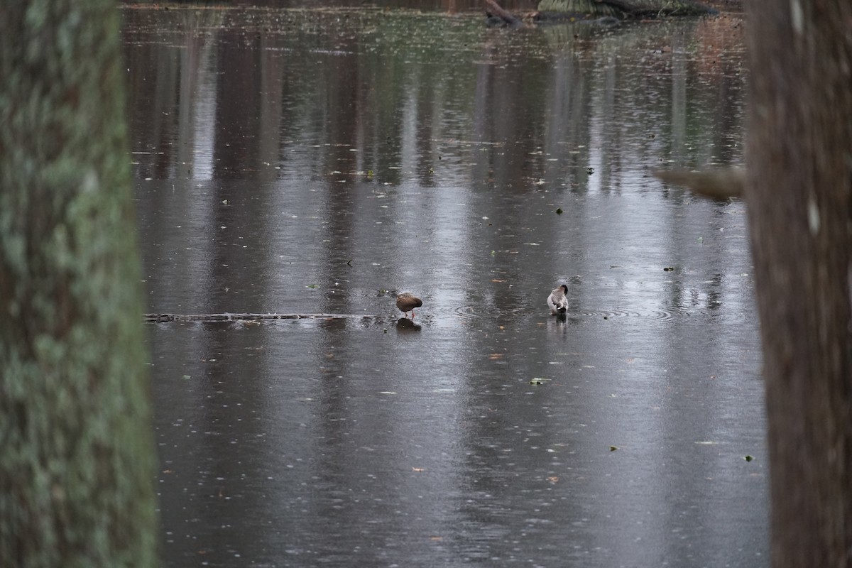 Mallard - ML638562077