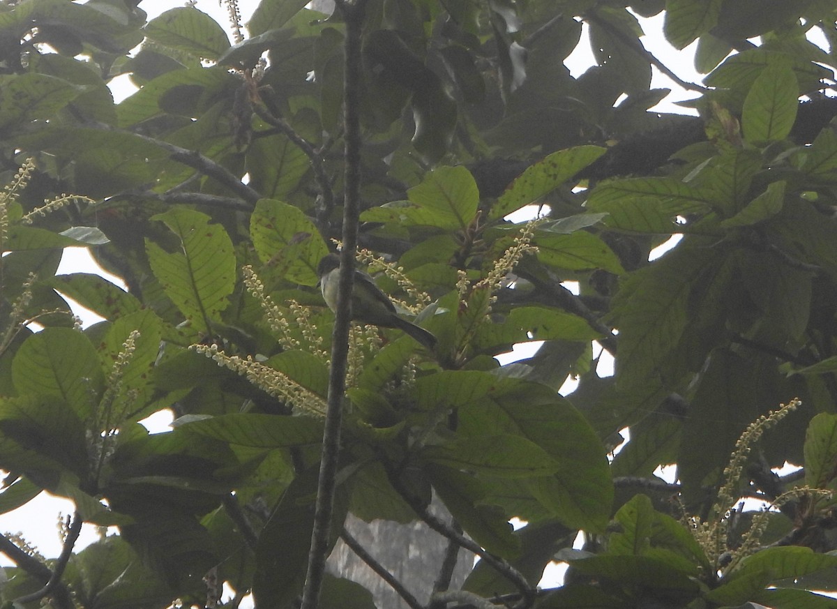 Pale-edged Flycatcher - ML638562092