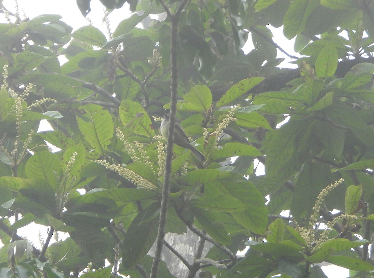 Pale-edged Flycatcher - ML638562094