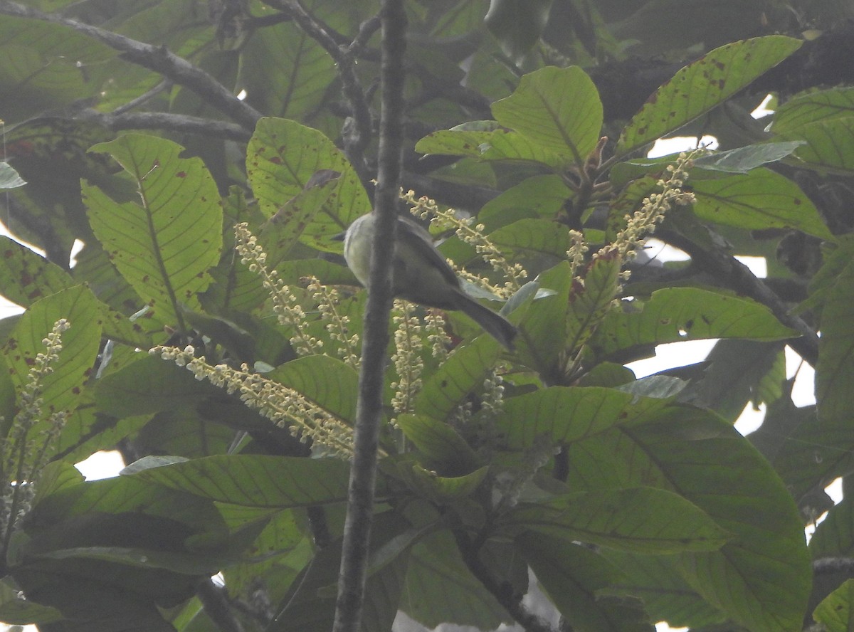 Pale-edged Flycatcher - ML638562095