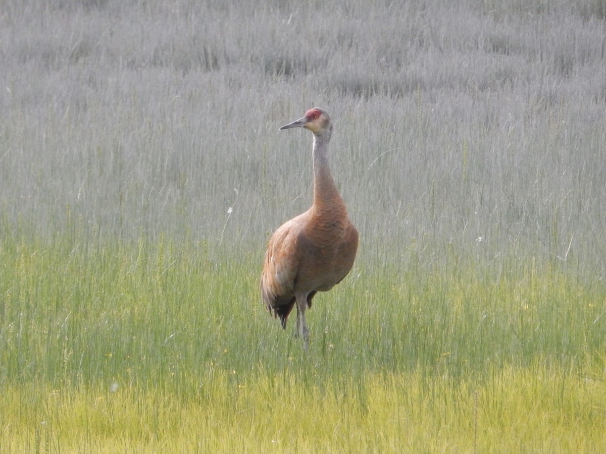 Grulla Canadiense - ML638562100