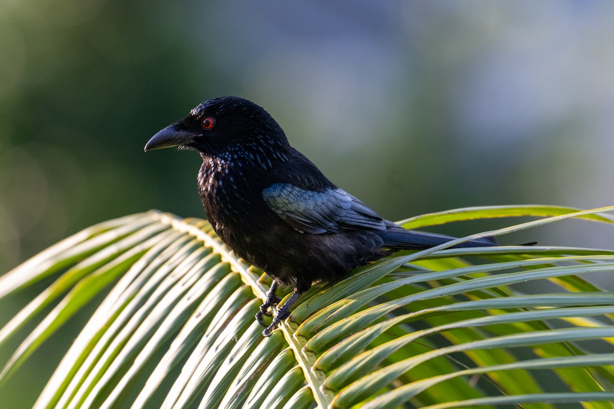 Spangled Drongo - ML638562122