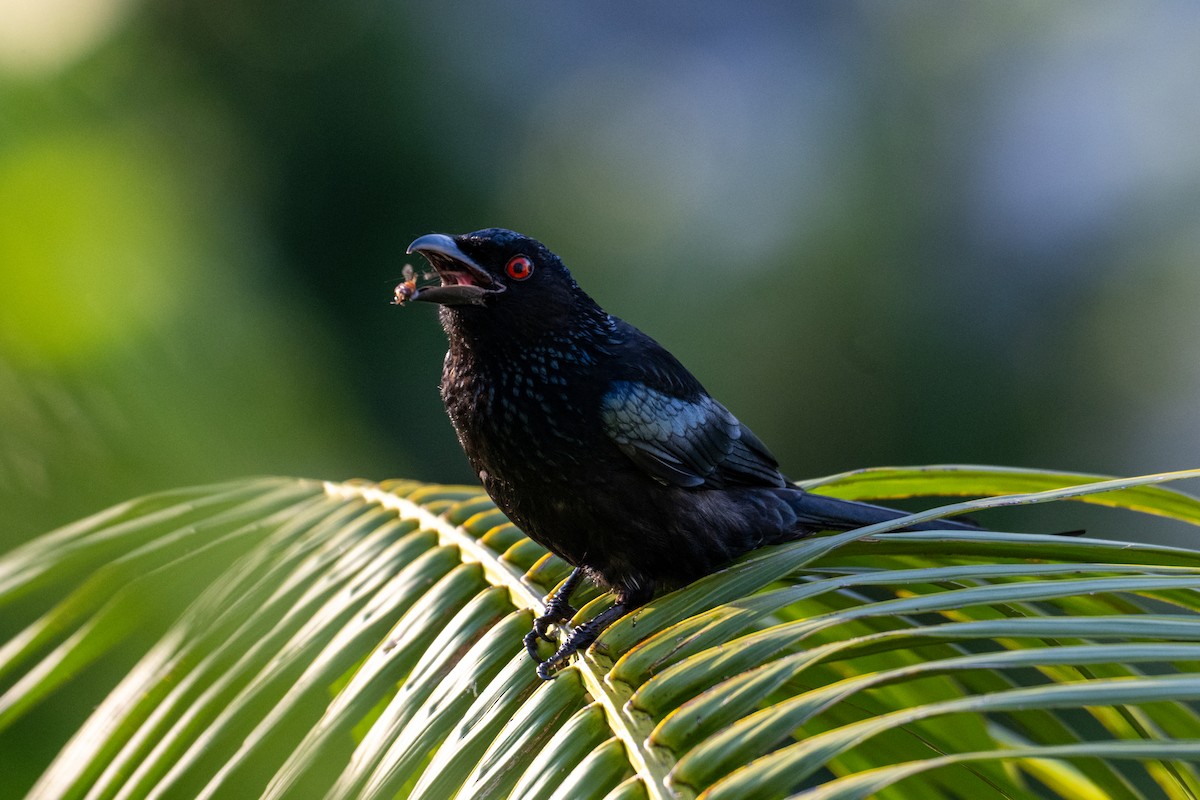 Spangled Drongo - ML638562123
