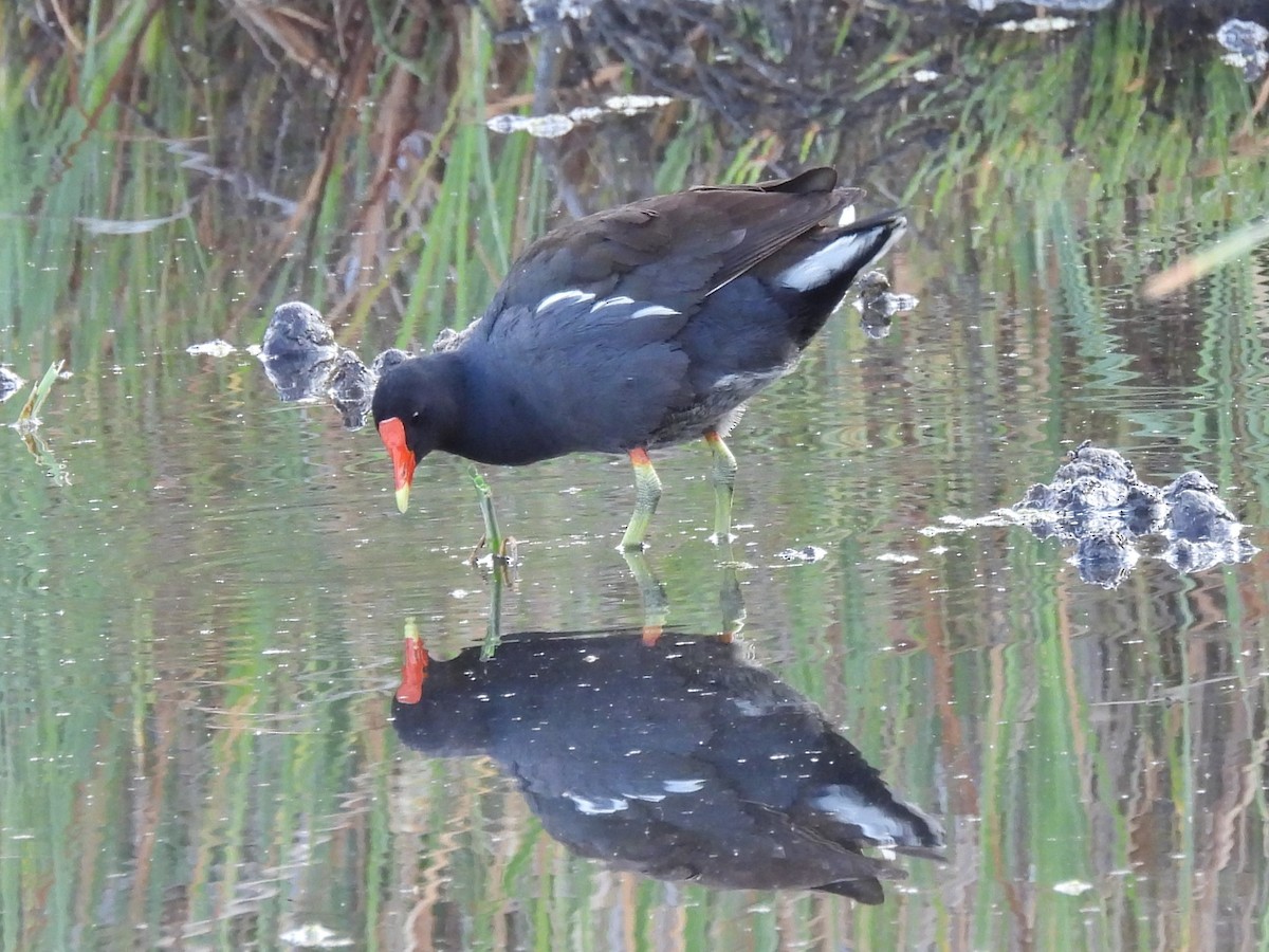 Common Gallinule - ML638562127
