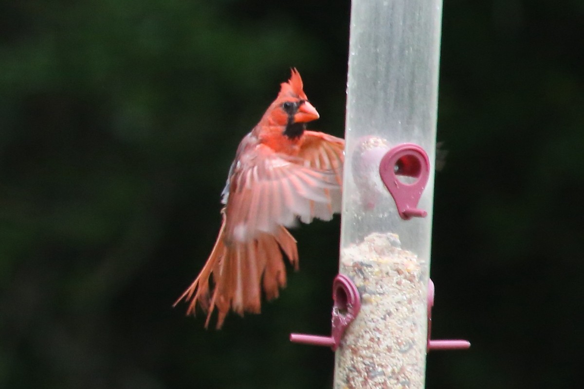 Northern Cardinal (Common) - ML638562128