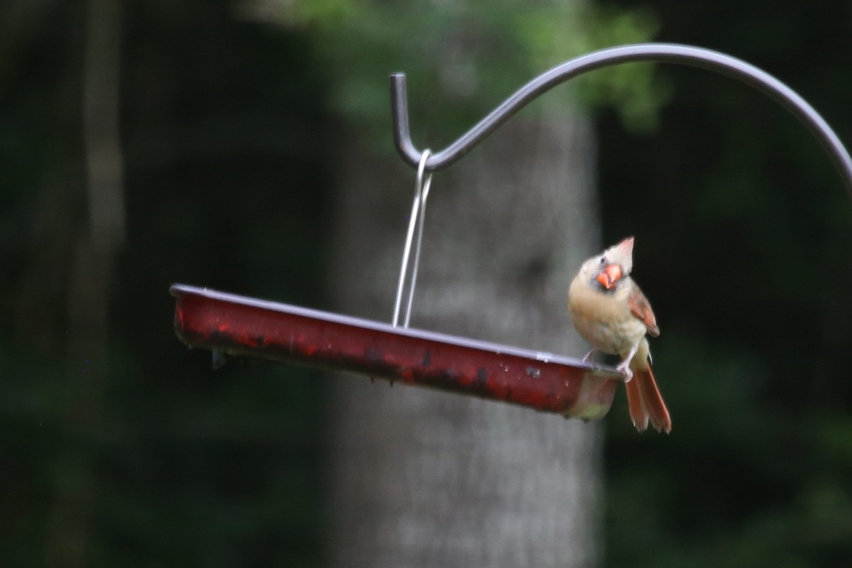 Northern Cardinal (Common) - ML638562129