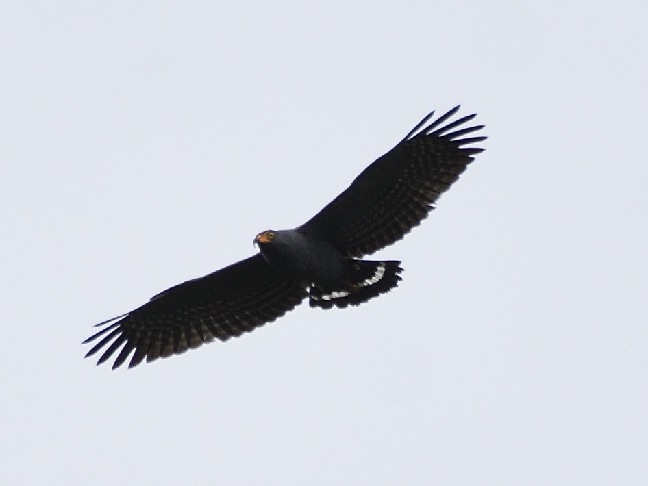 Slender-billed Kite - ML638562130