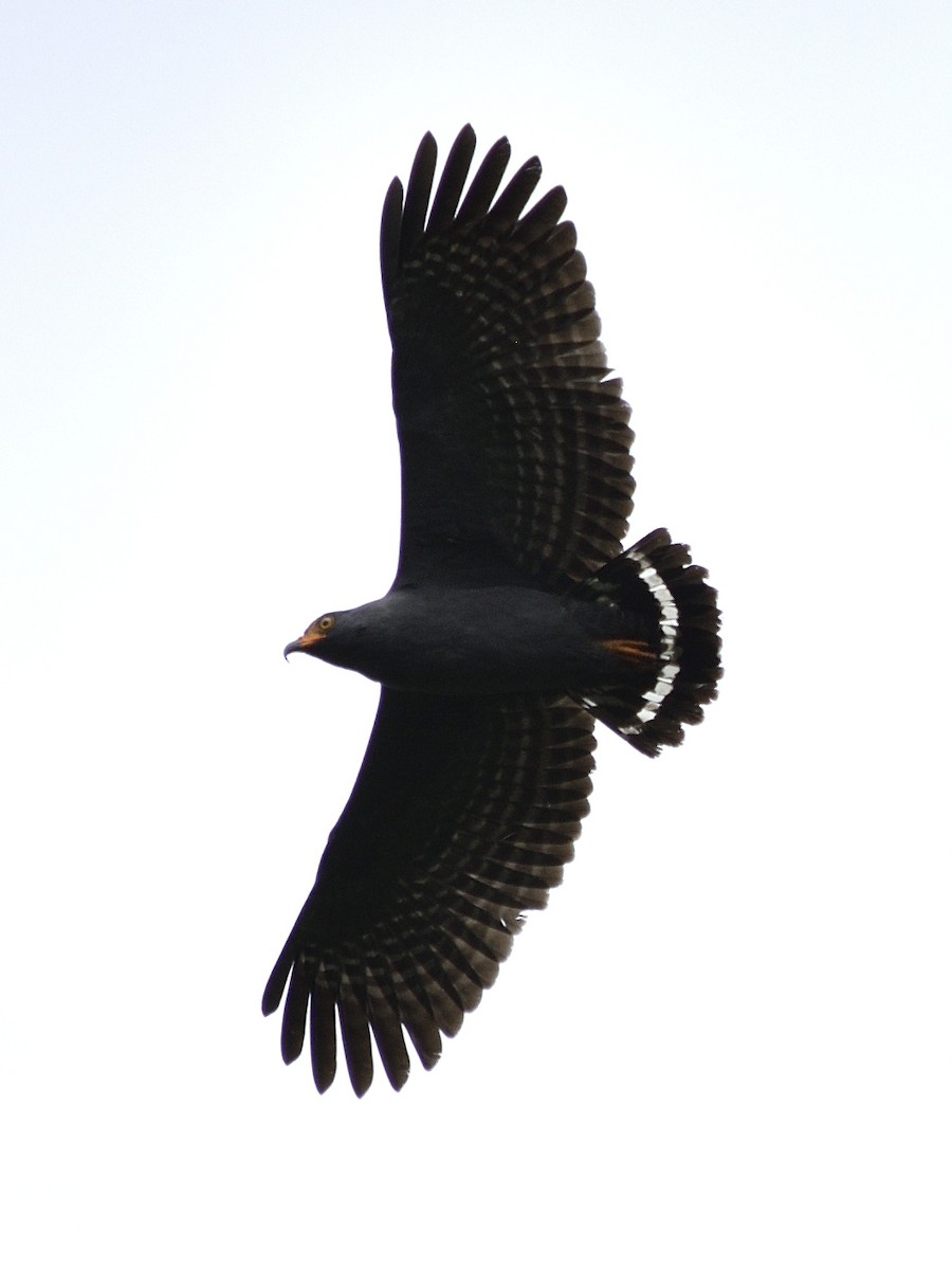 Slender-billed Kite - ML638562131