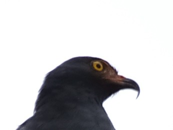 Slender-billed Kite - ML638562132