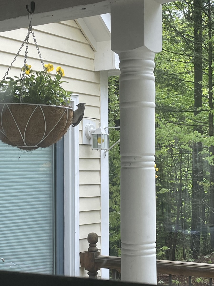 Tufted Titmouse - ML638562136
