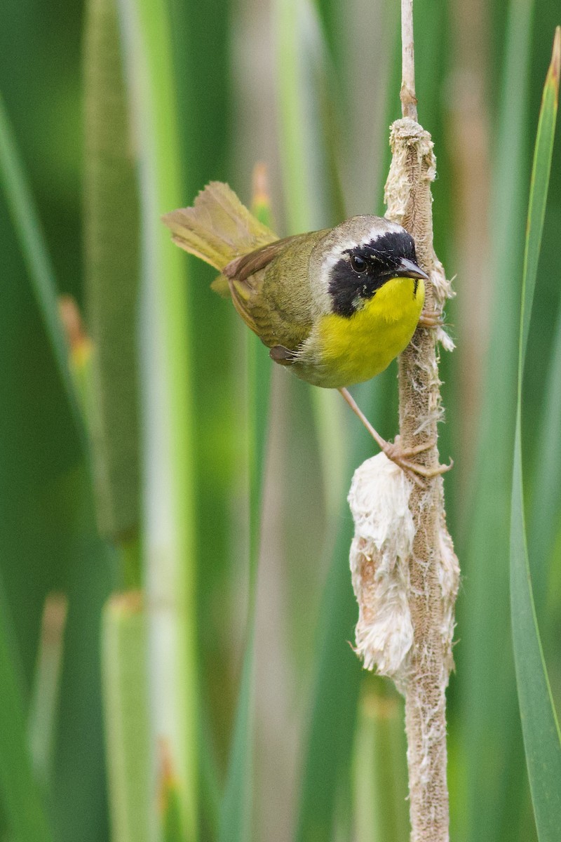 Common Yellowthroat - ML638562141