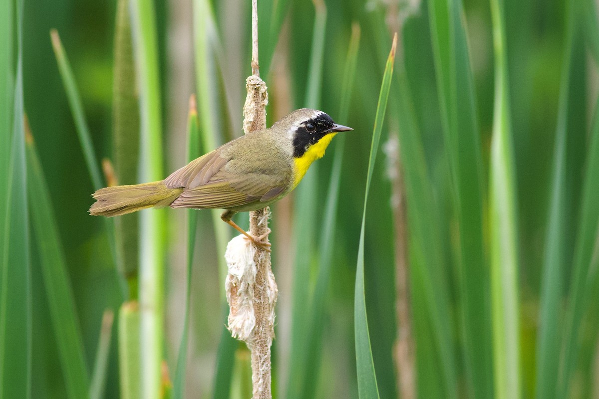 Common Yellowthroat - ML638562142