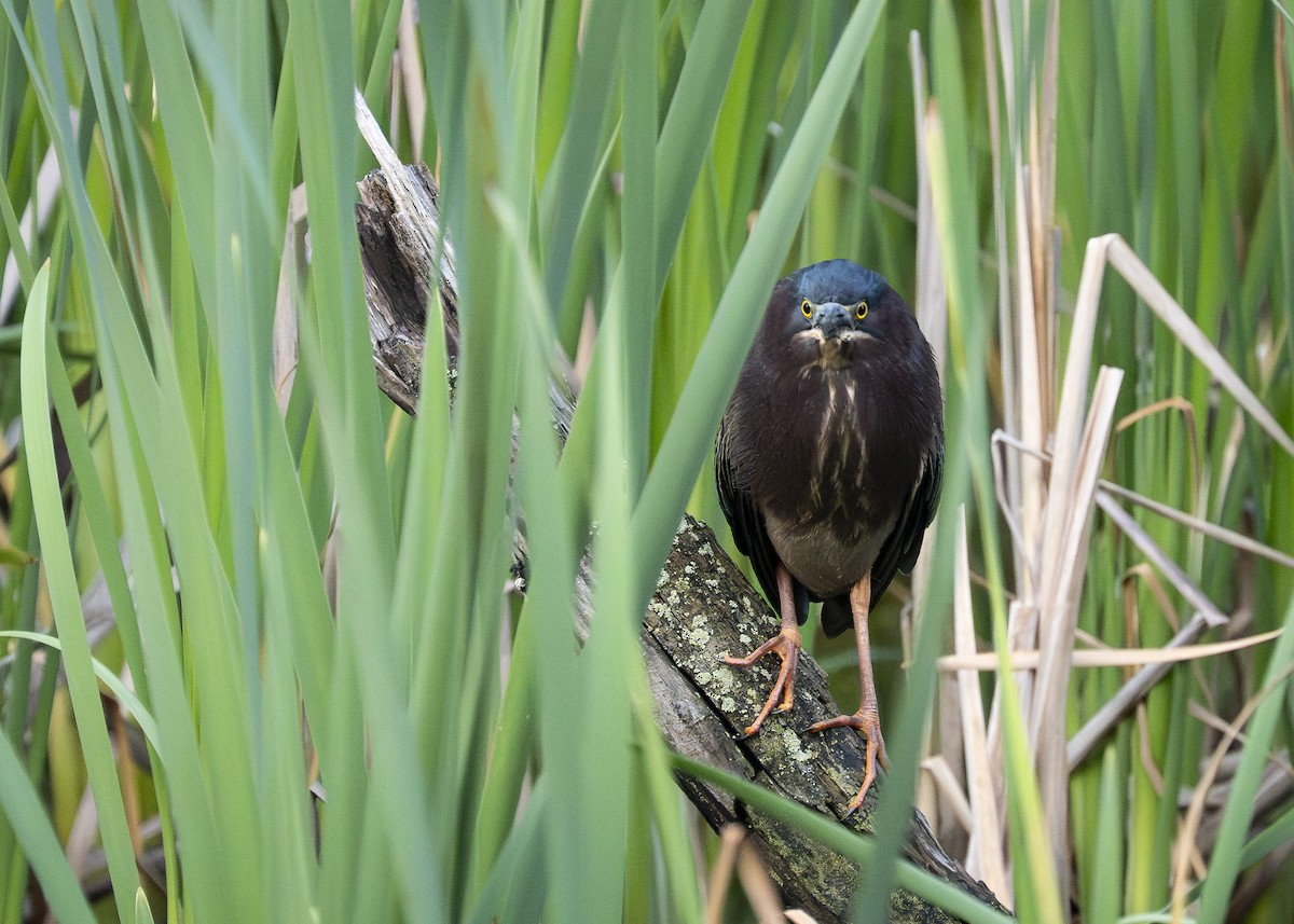 Green Heron - ML638562149