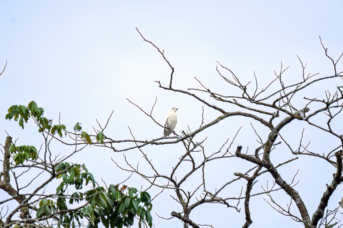 Snowy Cotinga - ML638562150