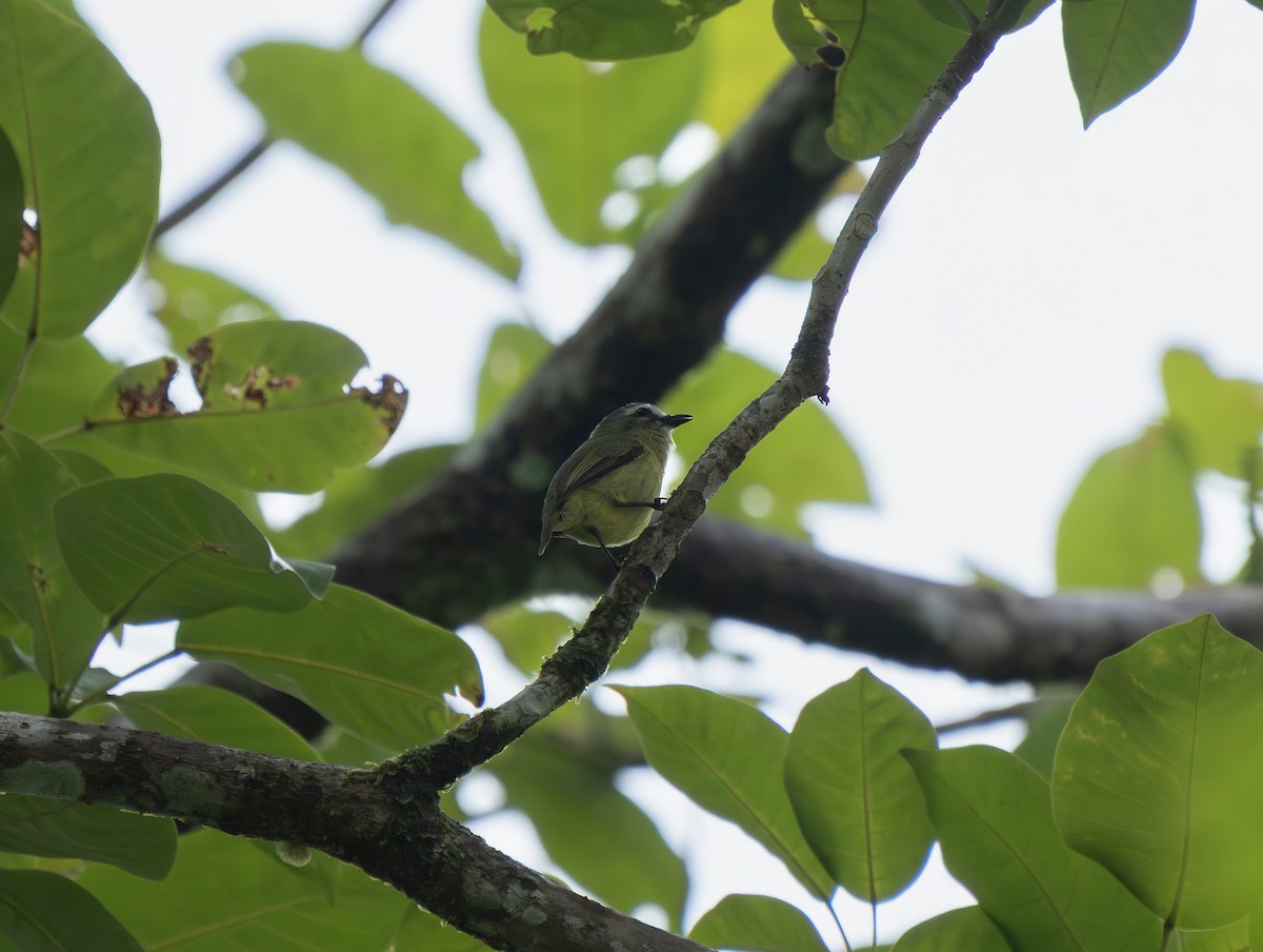 Brown-capped Tyrannulet - ML638562151