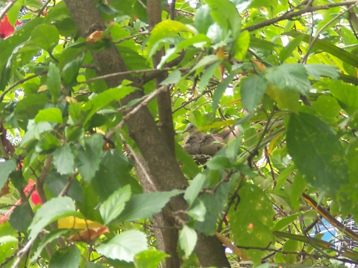 Ruddy Ground Dove - ML638562153